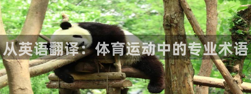 vsport体育官方正版app神州:从英语翻译:体育运动中的
